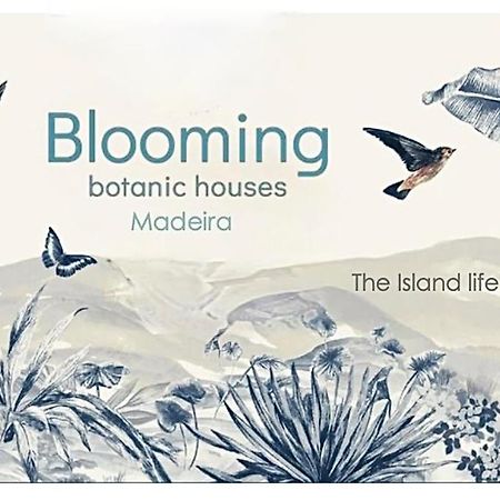 Blooming Botanic Houses Estreito Da Calheta 外观 照片