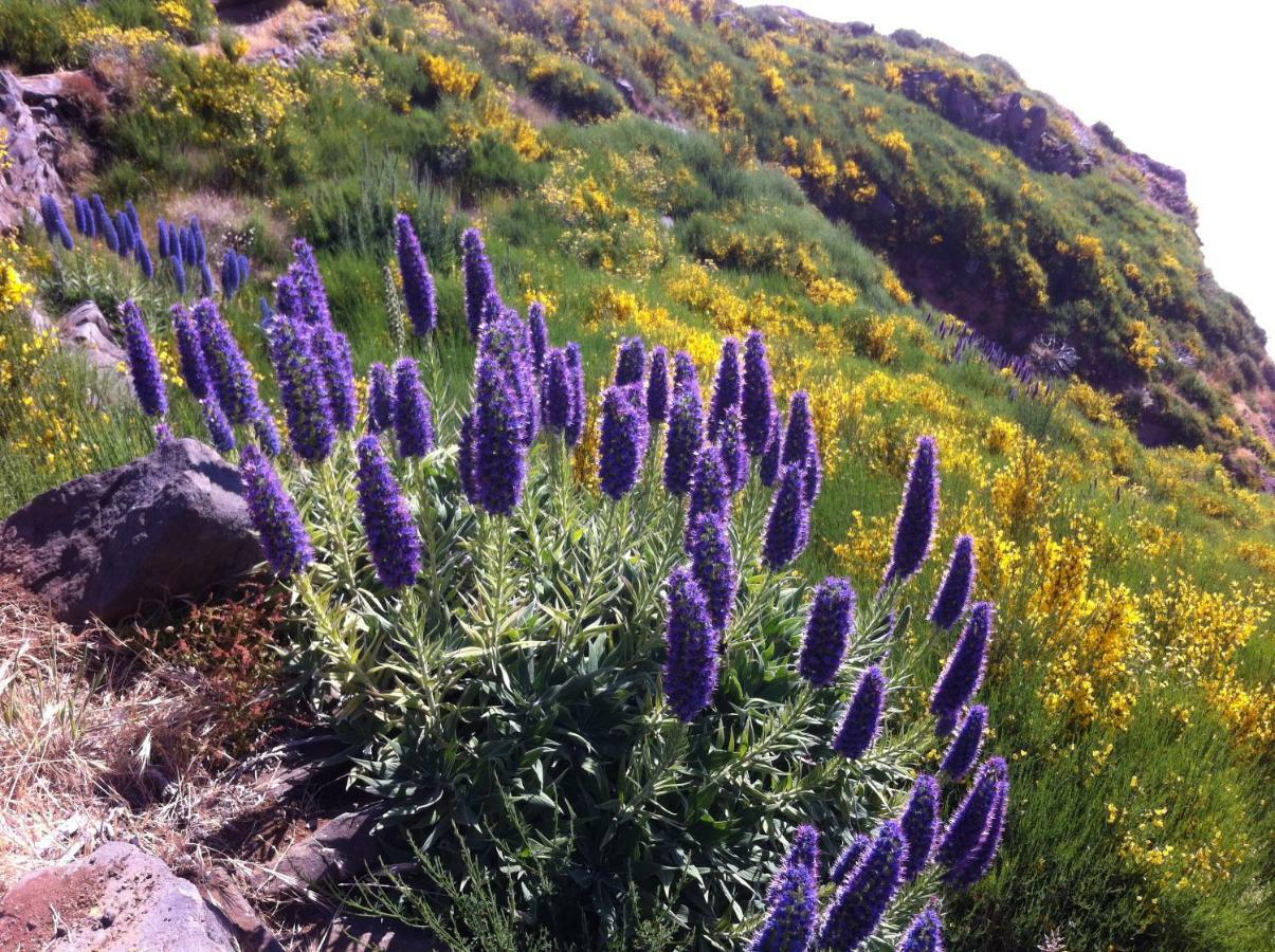 Blooming Botanic Houses Estreito Da Calheta 外观 照片