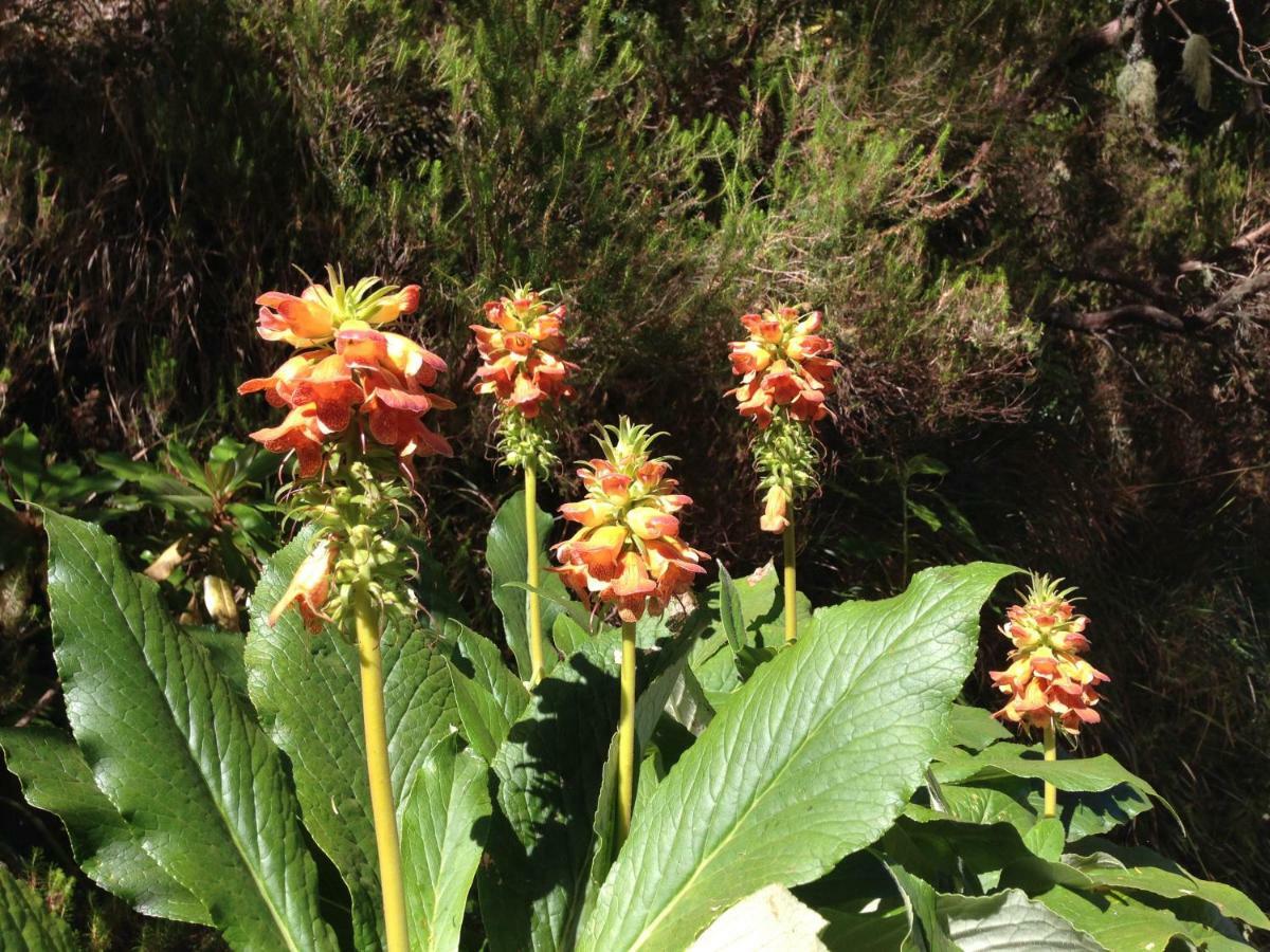 Blooming Botanic Houses Estreito Da Calheta 外观 照片