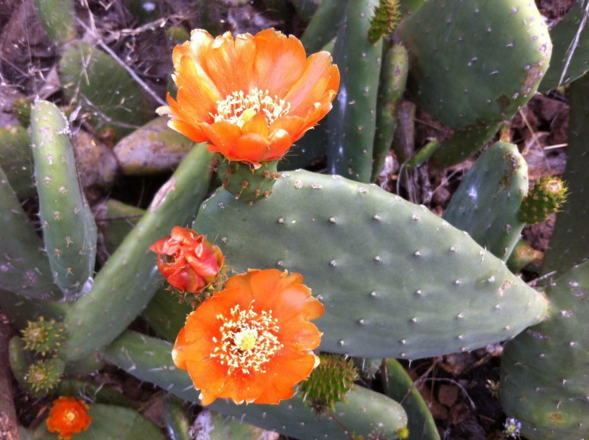 Blooming Botanic Houses Estreito Da Calheta 外观 照片