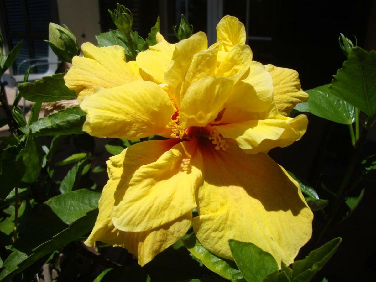 Blooming Botanic Houses Estreito Da Calheta 外观 照片