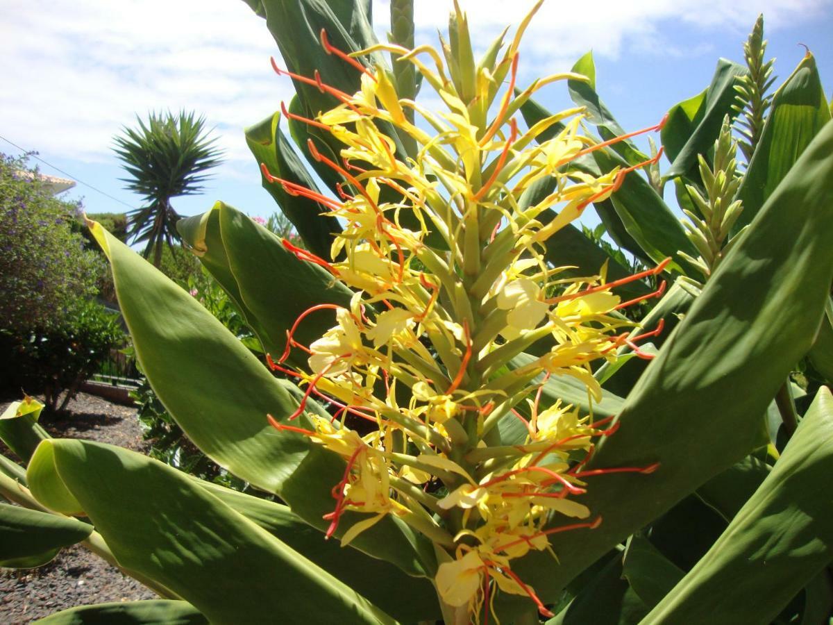 Blooming Botanic Houses Estreito Da Calheta 外观 照片