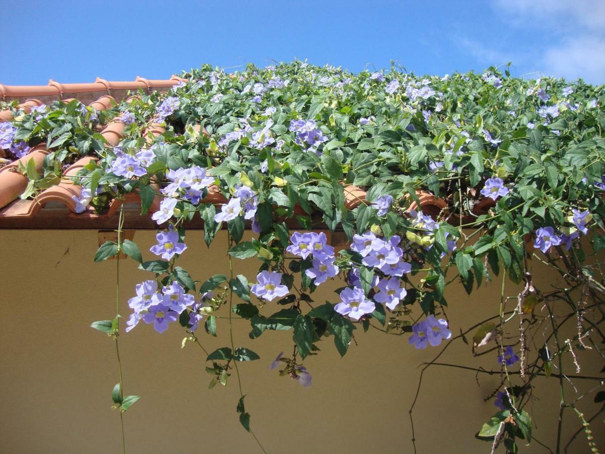 Blooming Botanic Houses Estreito Da Calheta 外观 照片